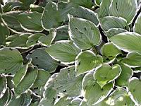 Hosta, hybride horticole Betsy King (fam Liliacees) (01) (Photo F. Mrugala)